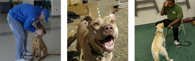 Stiggy s Dogs – Ajudando cães e veteranos a se unirem