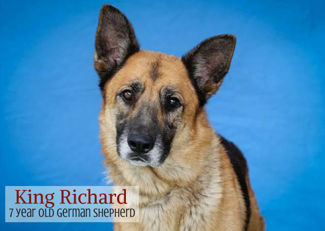 Král Richard – Adoptivní německý ovčák – Adoptovaný