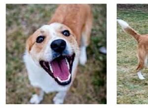 Conheça Tanner The Border Collie Mix – Adotado