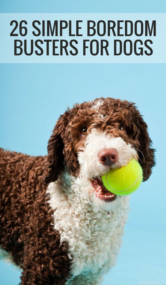 26 snelle en eenvoudige manieren om verveling bij honden te verlichten