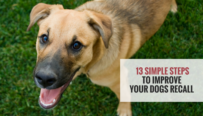 13 eenvoudige stappen om het herinneren van uw honden te verbeteren