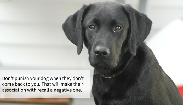 13 etapas simples para melhorar o recall de seus cães