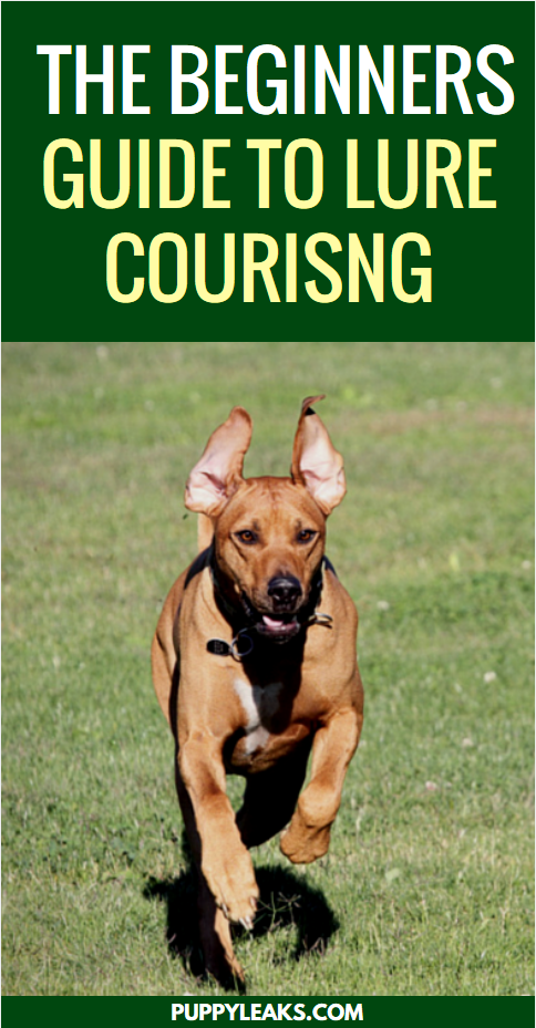 De beginnershandleiding voor het lokken van coursing voor honden