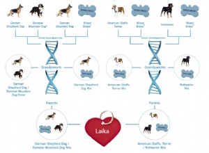 Laika의 DNA 테스트 결과가 있음