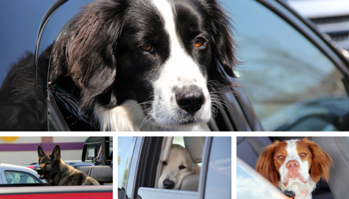 Houden honden ervan om in auto s te wachten?