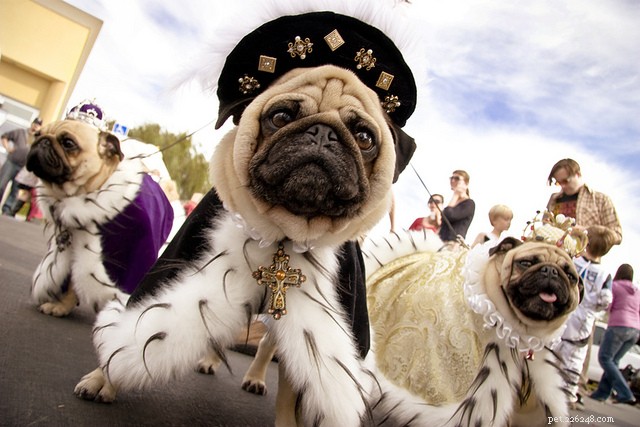 30 потрясающих костюмов собак на Хэллоуин