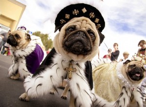 30 потрясающих костюмов собак на Хэллоуин