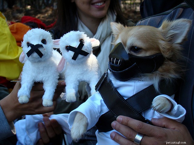 30 fantastiska hundkostymer för Halloween