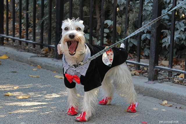 30 fantastiska hundkostymer för Halloween