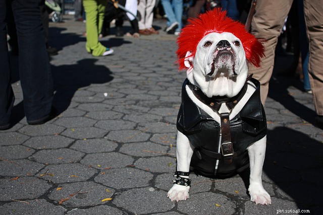 30 kostýmů úžasných psů na Halloween