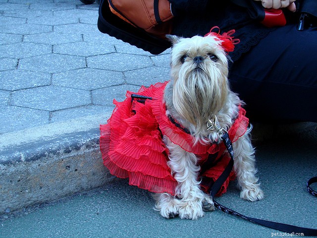 30 kostýmů úžasných psů na Halloween