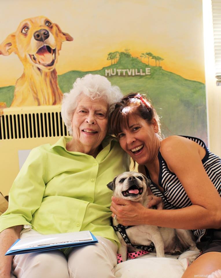 Cães idosos sorrindo após serem adotados