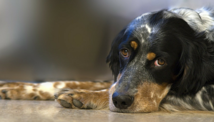 10 conseils pour aider votre chien à s adapter à votre maison 