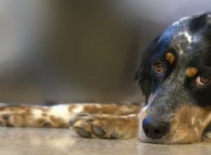10 советов, которые помогут вашей собаке привыкнуть к вашему дому