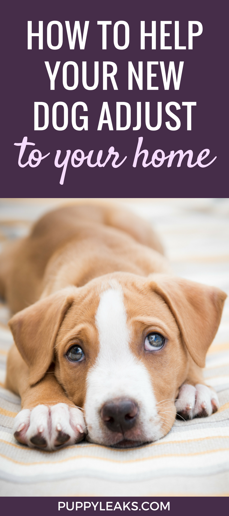 10 tips för att hjälpa din hund att anpassa sig till ditt hem