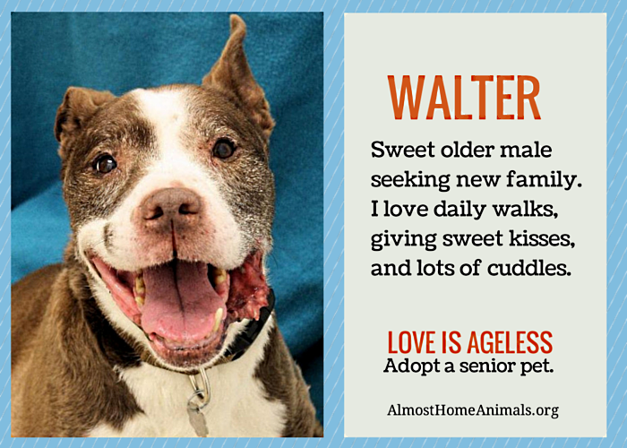 Sweet Walter – Il maschio più anziano cerca coccole – Adottato!