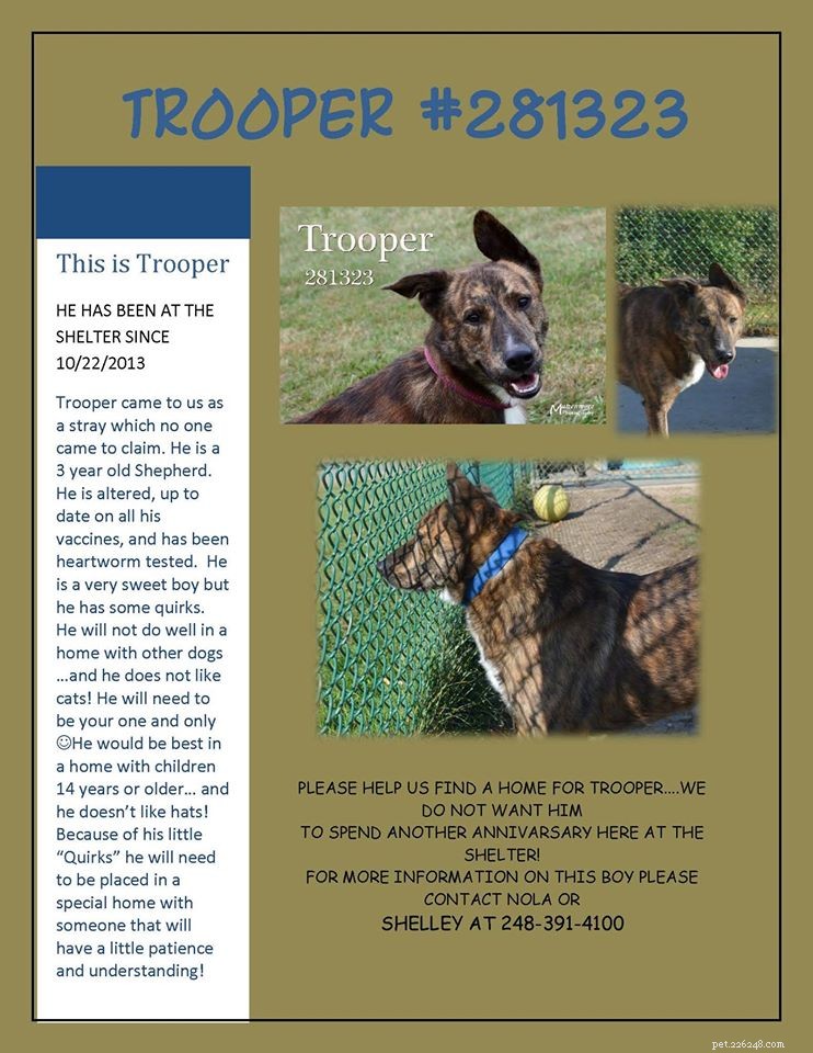 Möt Trooper the Shepherd Mix – Adopted