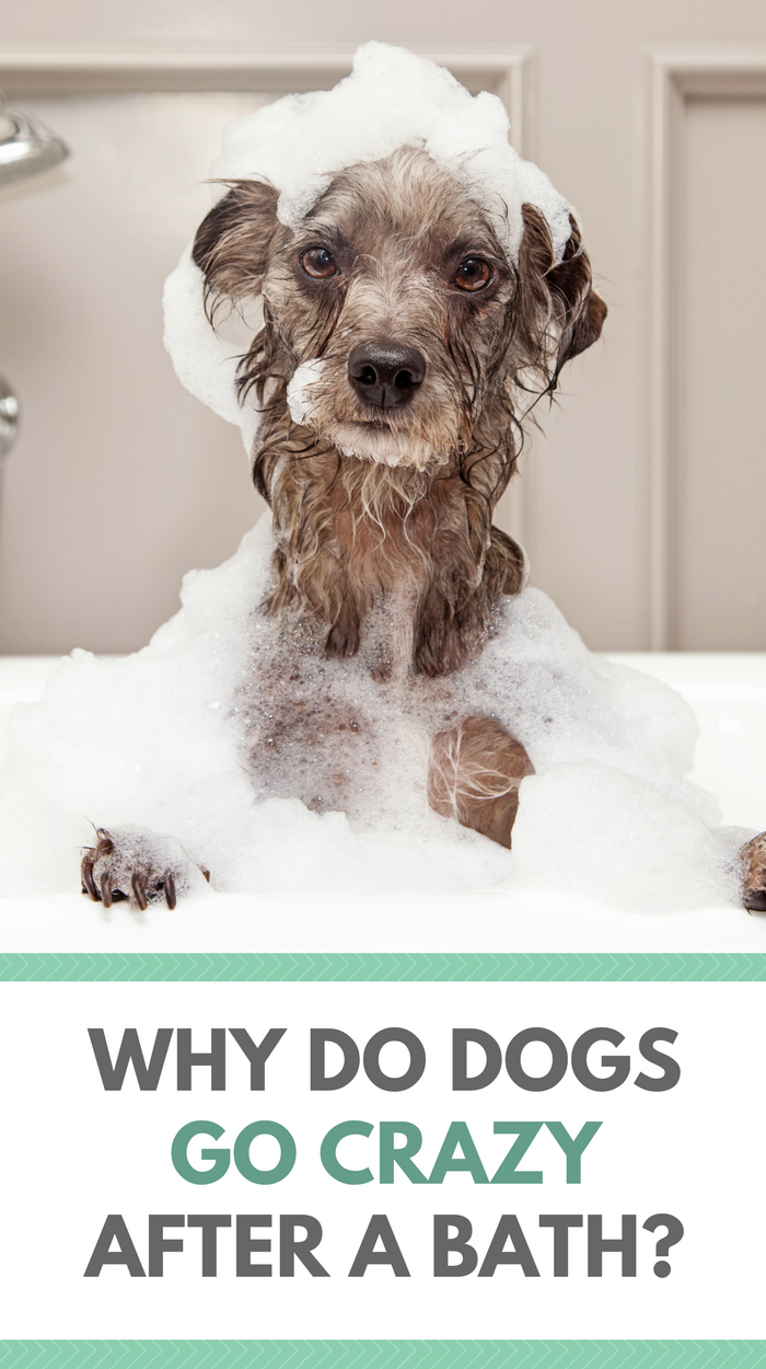 Waarom worden honden gek na een bad?