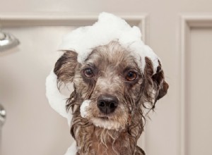 Proč psi šílí po koupeli?