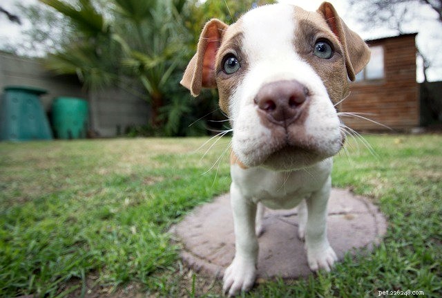 Roundup:honden en hun eigenaren beoordelen