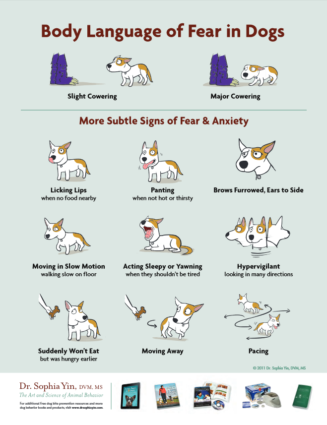 10 conseils de prévention des morsures de chien pour les enfants