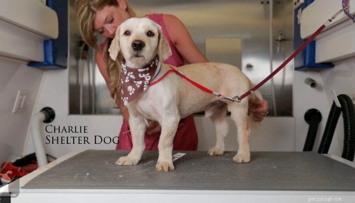 Cão de abrigo recebe uma reforma que ajuda a salvar sua vida