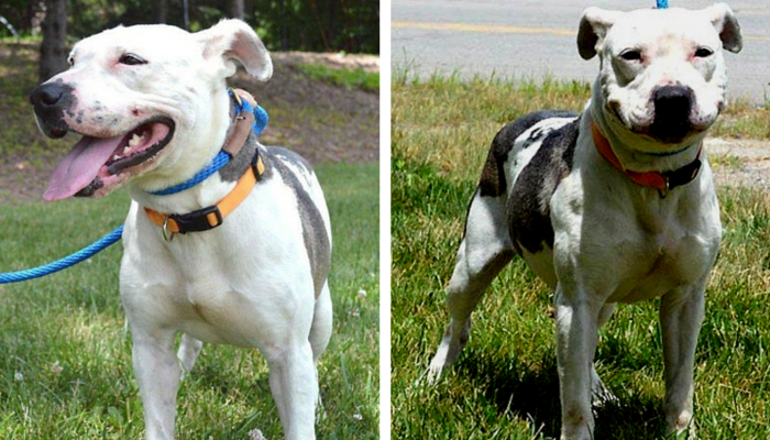 クッキーとグレイシー：2匹の驚くべき採用可能な犬 