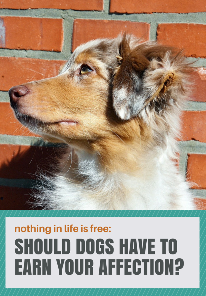 Niets in het leven is gratis:moeten honden genegenheid verdienen? 