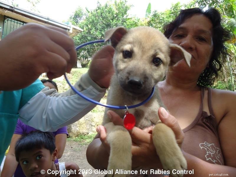 狂犬病の撲滅に成功した大量の犬の予防接種 