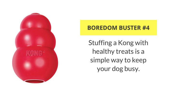 33 maneiras simples de manter seu cachorro ocupado dentro de casa
