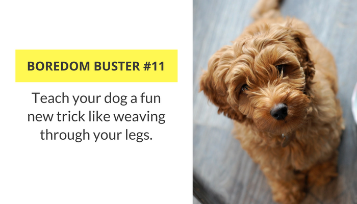 33 простых способа занять собаку в помещении