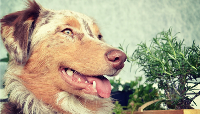 Kan klassieke muziek honden helpen kalmeren?