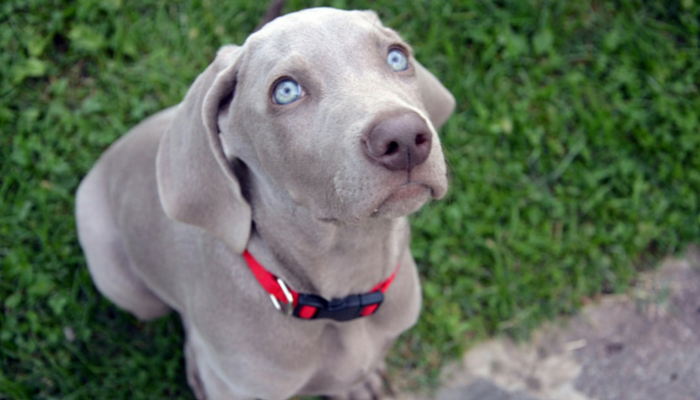 5 maneiras de aumentar o controle de impulsos de seus cães