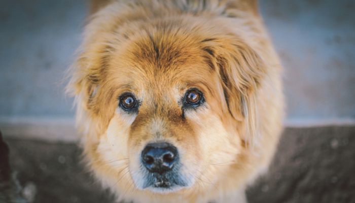 5 façons d améliorer le contrôle des impulsions de votre chien