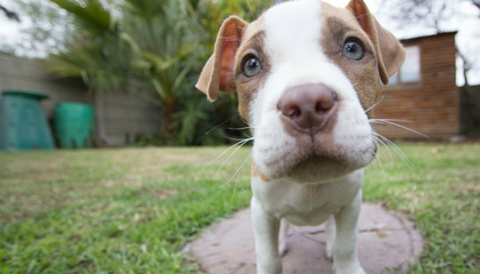 10 avantages d adopter un chien de sauvetage