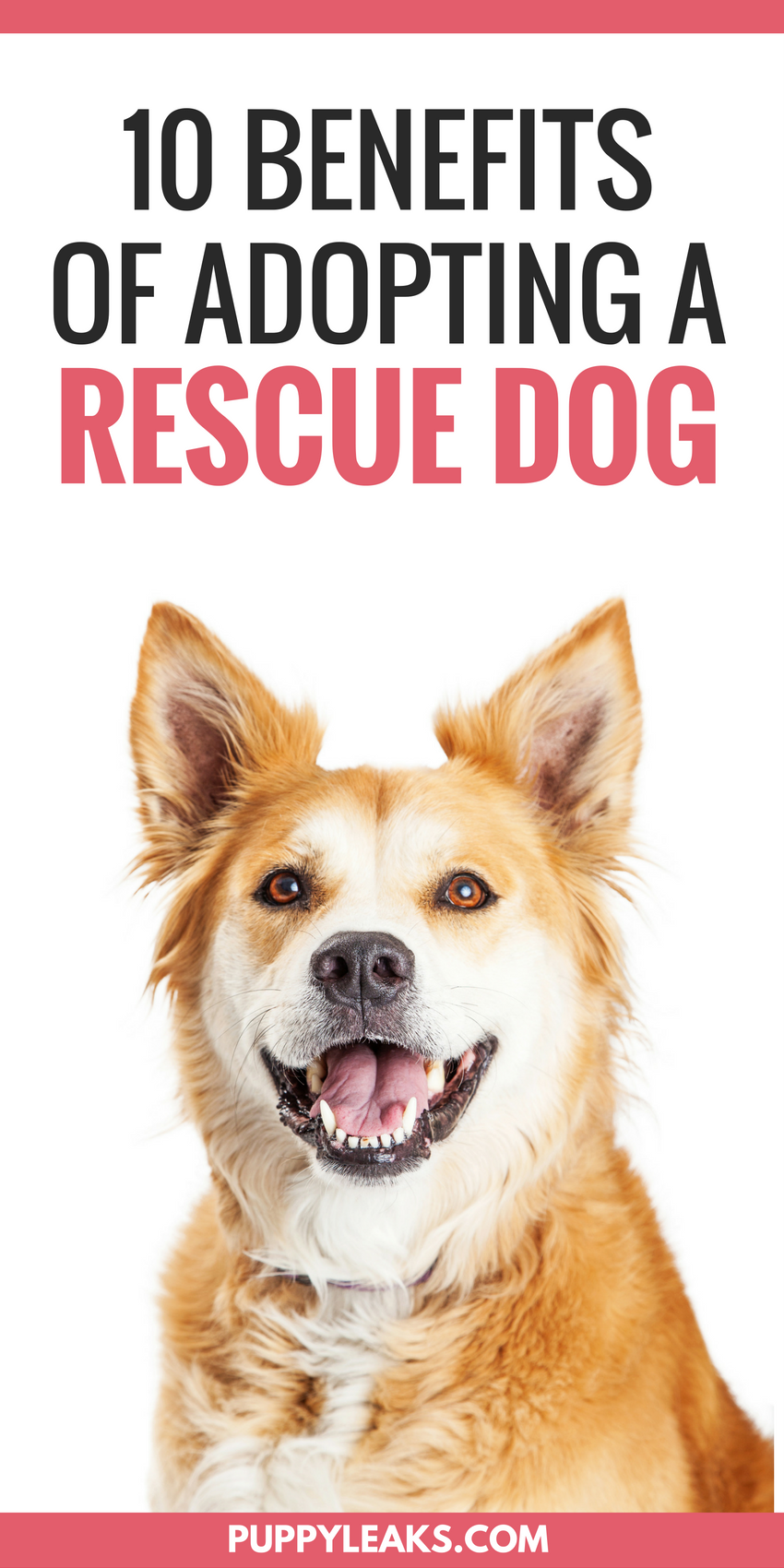 10 výhod adopce záchranářského psa