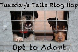 Seznamte se s Maxem adoptivním dobrmanem a nedávnými Happy Tails – adoptováno