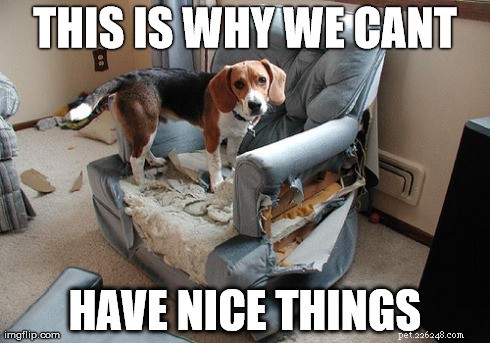 10 enkla sätt att hundsäkra dina möbler