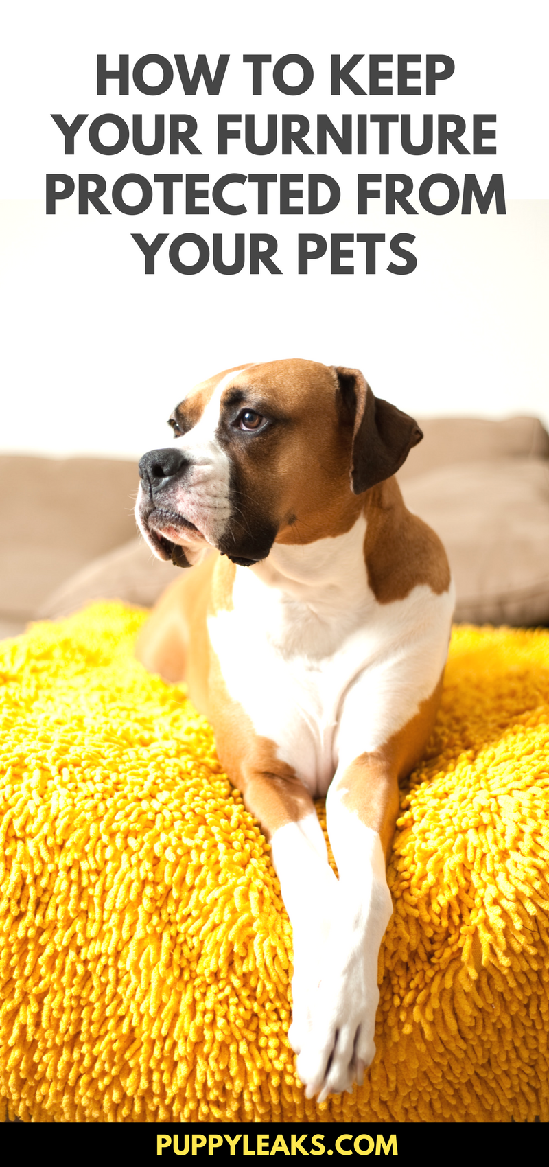 10 jednoduchých způsobů, jak otestovat váš nábytek psem