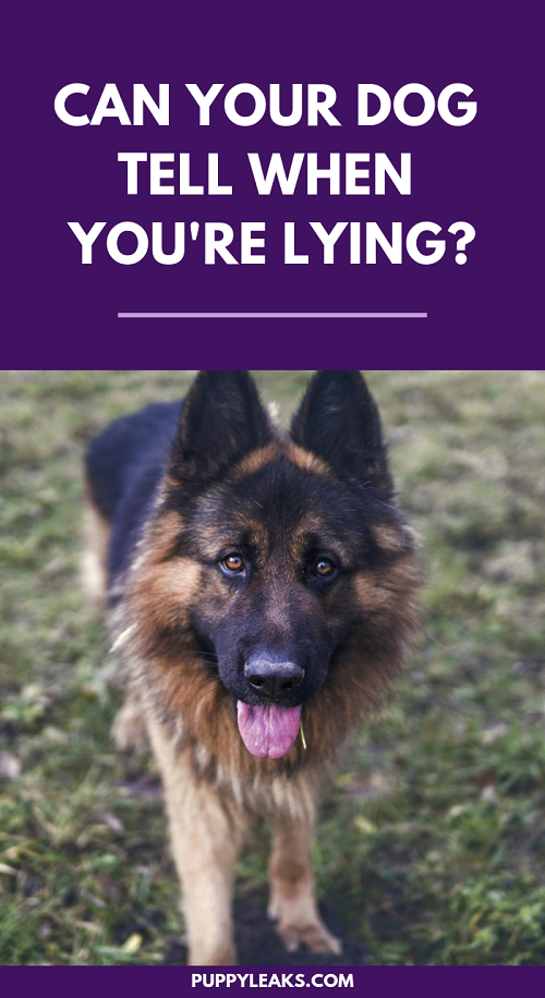 Kan uw hond zien wanneer u liegt?