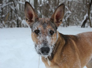 O azeite de oliva pode ajudar a pele seca de seus cães?