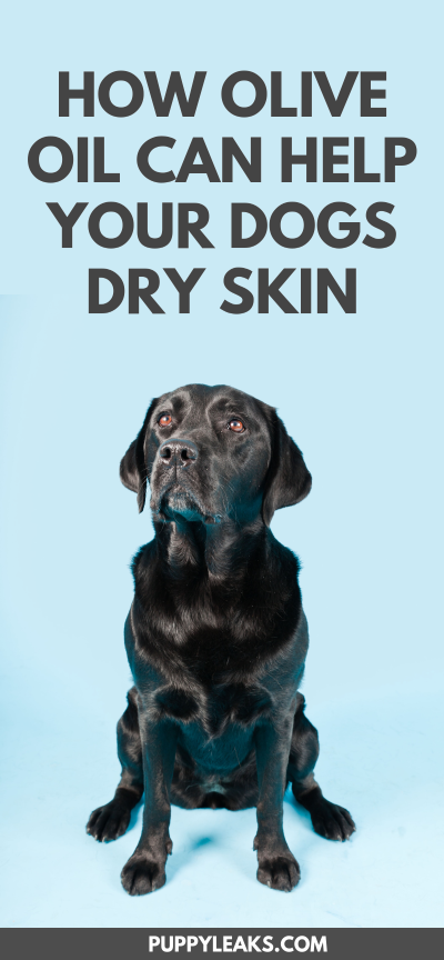 Kan olijfolie de droge huid van uw hond helpen?