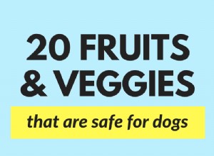 개에게 좋은 20가지 과일 및 채소