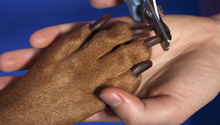犬の爪の出血を防ぐ5つの方法 