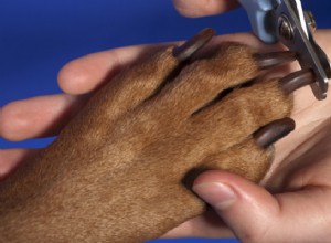 5 maneiras de impedir o sangramento das unhas do seu cão