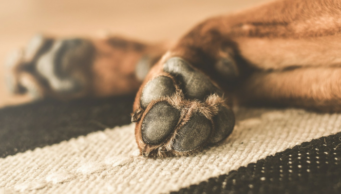 5 sätt att stoppa din hunds nagel från att blöda