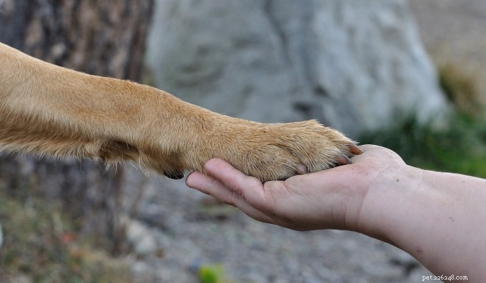 강아지의 손톱 출혈을 막는 5가지 방법