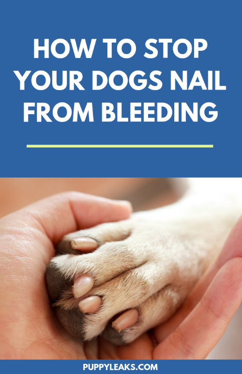 강아지의 손톱 출혈을 막는 5가지 방법