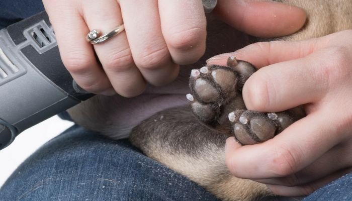 5 sätt att stoppa din hunds nagel från att blöda