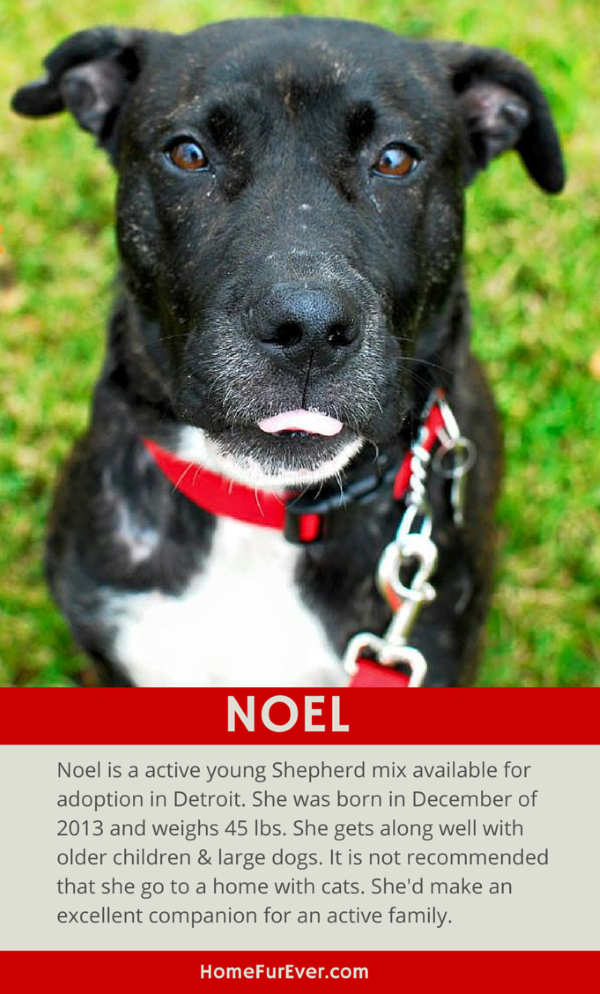 Noel is een zoete, actieve herdermix die verkrijgbaar is in Detroit